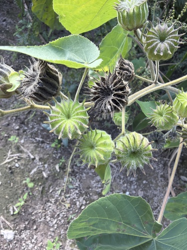 velvetleaf