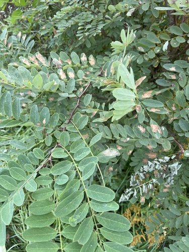 black locust