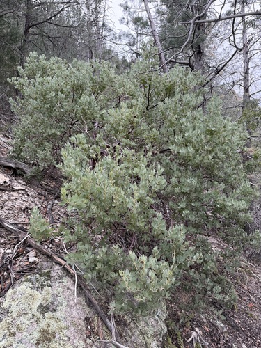Arctostaphylos pringlei, photograph 4