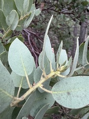 Arctostaphylos pringlei