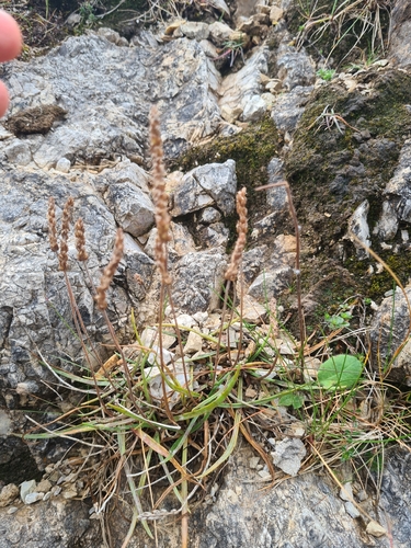 Plantago maritima, photograph 2