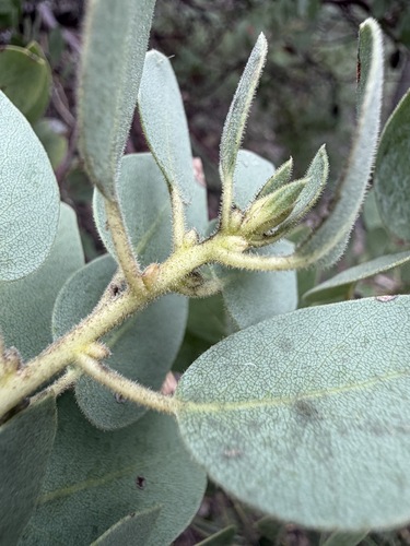Arctostaphylos pringlei, photograph 2