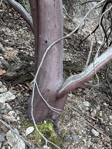 Arctostaphylos pringlei, photograph 3