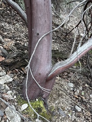 Arctostaphylos pringlei, photograph (c) Matt Berger, some rights reserved (CC BY)