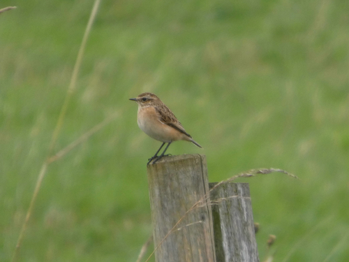 Whinchat