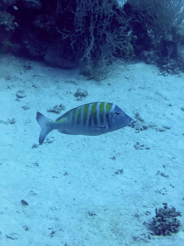 Lethrinus mahsena observed 2026-09-07