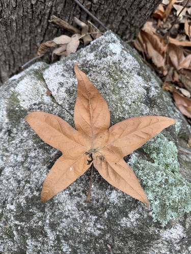 Platanus wrightii, photograph 4