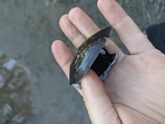 Unionoidea