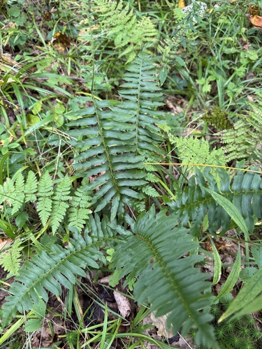 Christmas fern