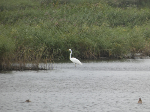 Great Egret