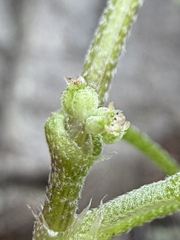 Bowlesia incana, photograph (c) Matt Berger, some rights reserved (CC BY)