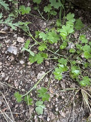 Bowlesia incana, photograph (c) Matt Berger, some rights reserved (CC BY)