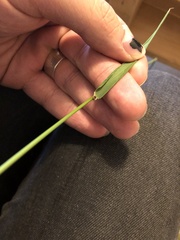 Elymus glaucus glaucus