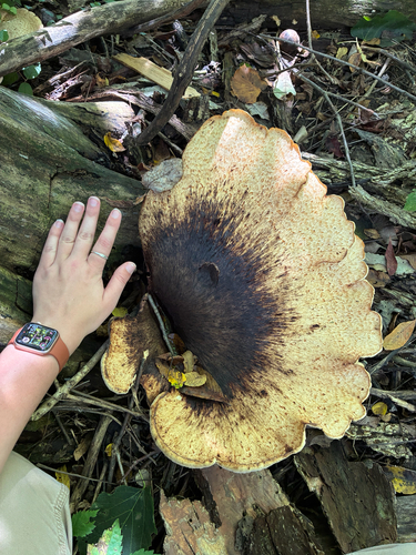 Dryad's Saddle