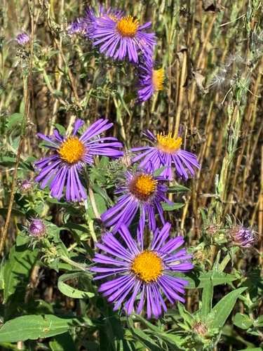 New England aster