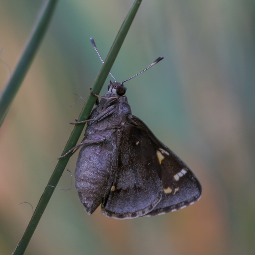Cofaqui Giant-Skipper photo 4
