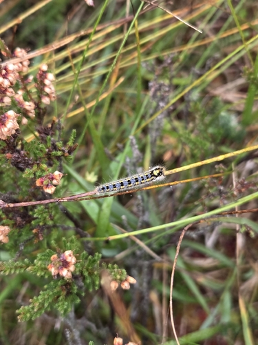 Drinker Moth