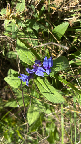 great blue lobelia