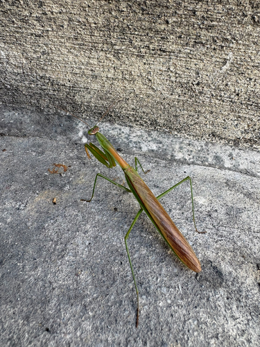 Chinese Mantis