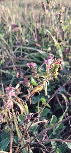 Red Odontites