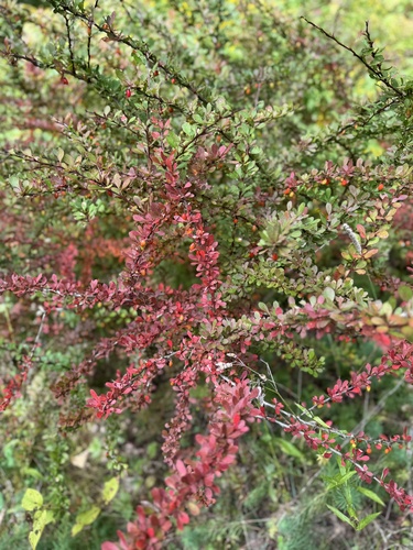 Japanese barberry