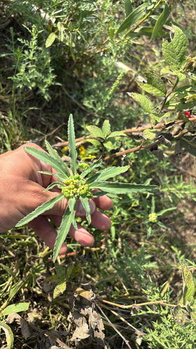 David's spurge