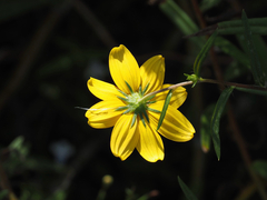 Helianthus porteri, photograph (c) carter, some rights reserved (CC BY)