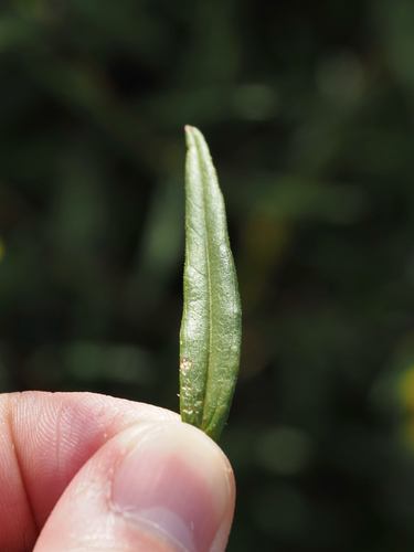 Helianthus porteri, photograph 5