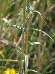 Helianthus porteri, photograph (c) carter, some rights reserved (CC BY)