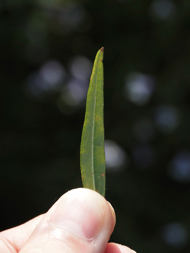 Helianthus porteri, photograph 6