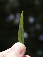 Helianthus porteri, photograph (c) carter, some rights reserved (CC BY)