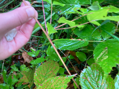 Aralia hispida, photograph author not stated, no rights reserved