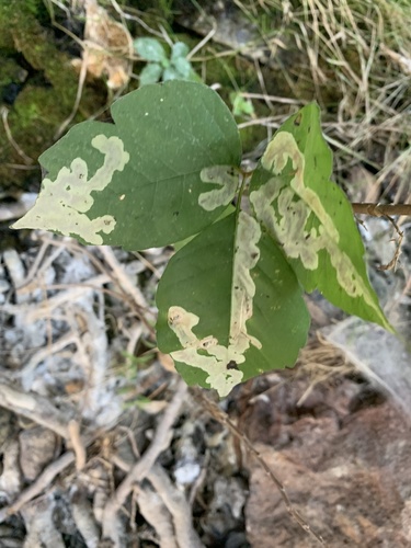 Poison Ivy Leaf-miner Moth