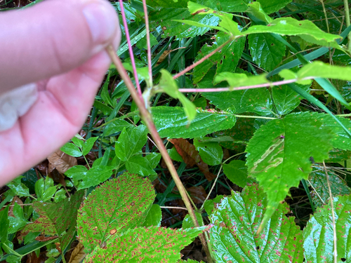Aralia hispida, photograph 6