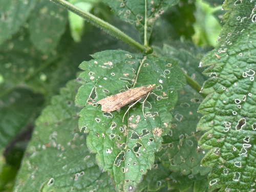 Lucerne Moth