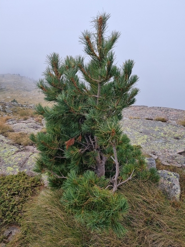 Swiss pine