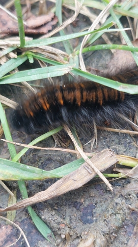 Fox Moth