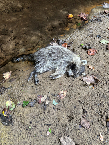 Common Raccoon