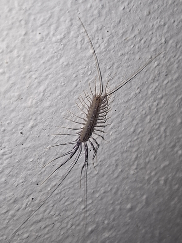 House Centipede