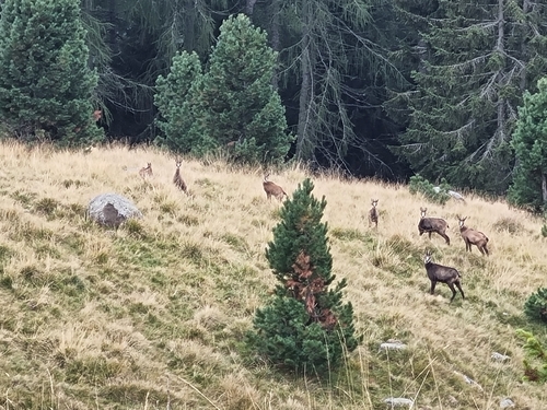 Northern Chamois