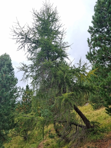 European larch