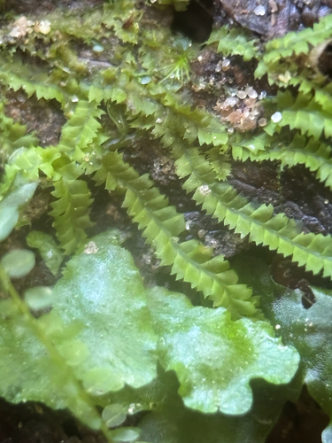 Turps Pouchwort