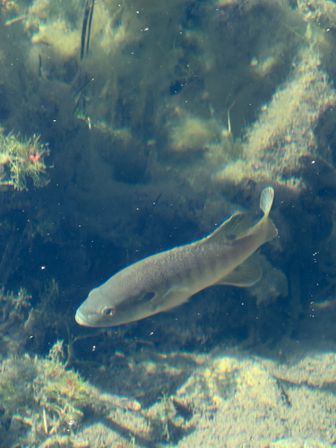 Green Sunfish