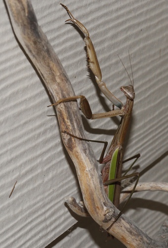 Chinese Mantis