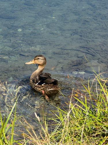 Mallard