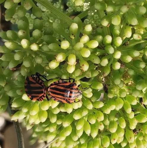 Continental Striped Shield Bug