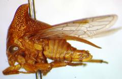 Hyphinoe vulpecula