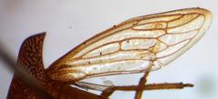 Hyphinoe vulpecula