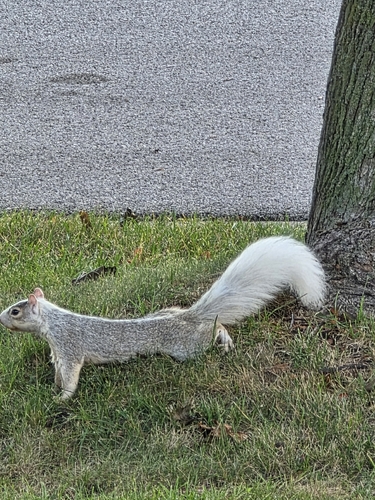 Eastern Gray Squirrel
