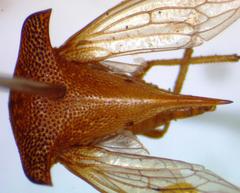 Hyphinoe vulpecula